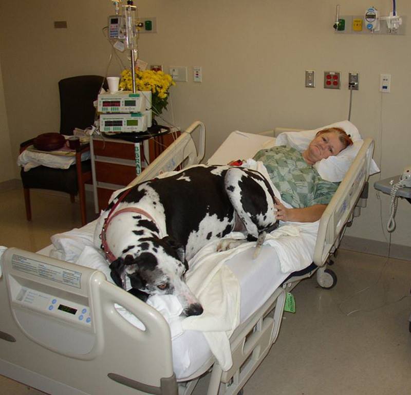 Patricia In the hospital with her visiting Great Dane "Goober"